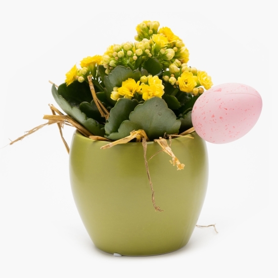 Kalanchoe ghiveci ceramic 10 cm