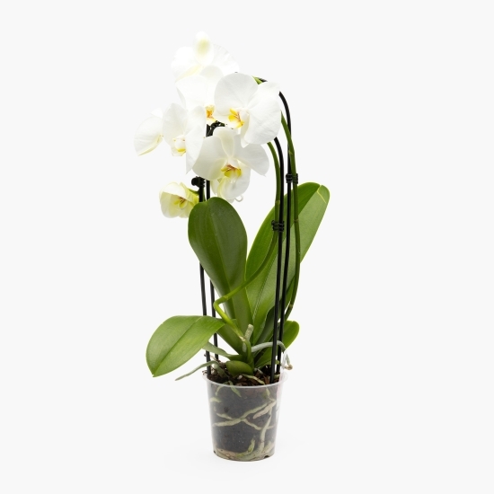 Orhidee 2 stem, diverse culori