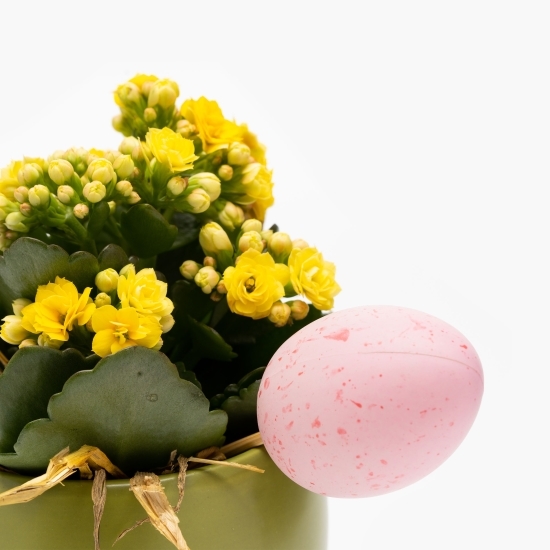 Kalanchoe ghiveci ceramic 10 cm