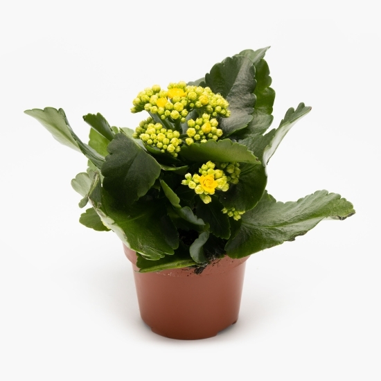 Floare kalanchoe, 12cm, diverse culori