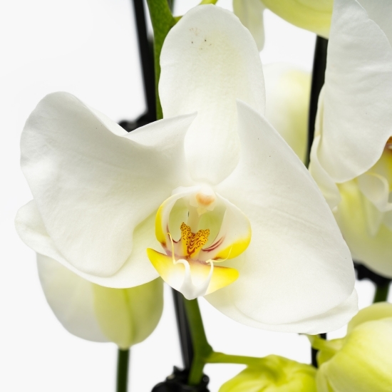 Orhidee 2 stem, diverse culori