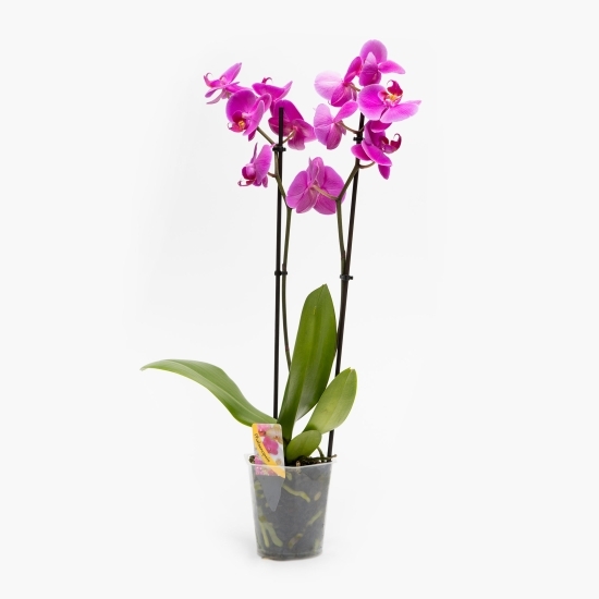 Orhidee Phalaenopsis 2 tije, diferite culori (floare în ghiveci)