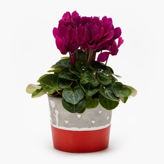 Flori în vas ceramic diferite modele