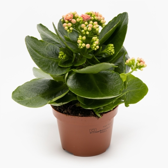 Floare kalanchoe, 12cm, diverse culori