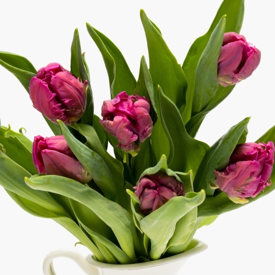 Buchet lalele crețe violet, 7 fire