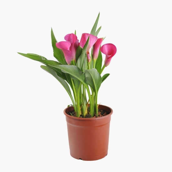 Calla în ghiveci, diverse culori