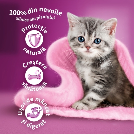 Hrană uscată pentru pisici junior, 800g, cu pui 