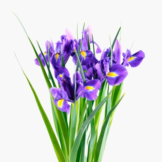 Buchet iris 7 fire