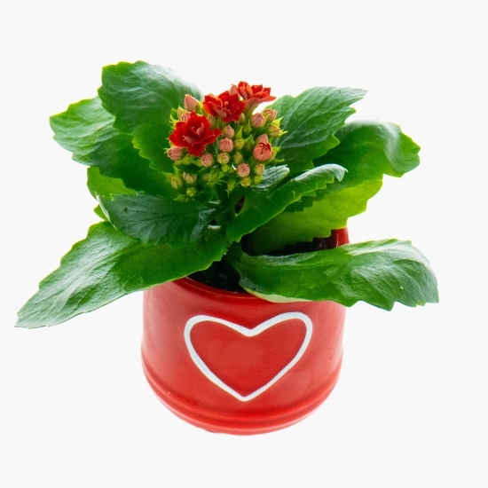 Floare kalanchoe rosalina în vas ceramic, diferite culori, 6cm