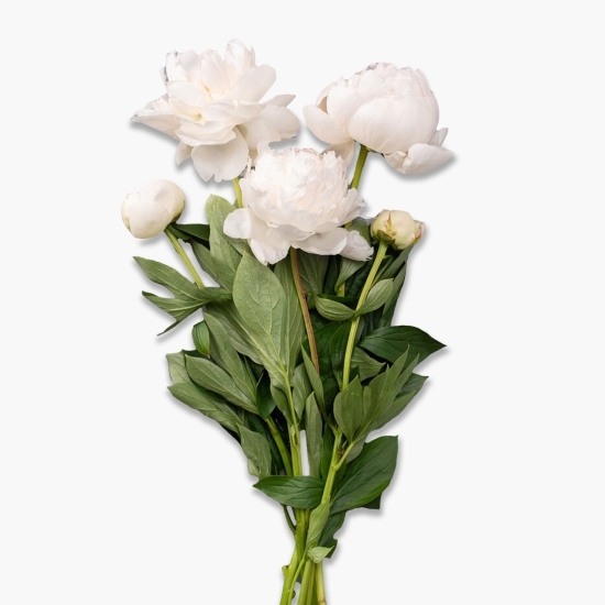 Buchet bujori albi, 5 fire