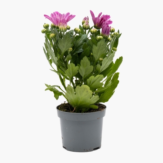 Crizantemă, 9cm, diverse culori