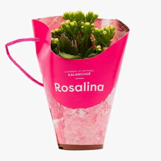 Floare Kalanchoe Rosalina, 7cm