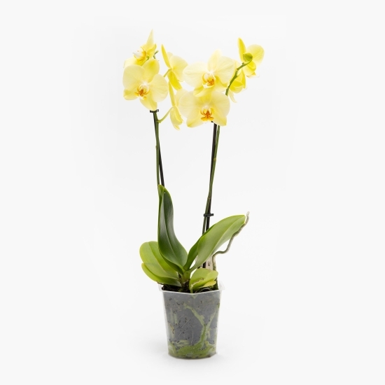 Orhidee Phalaenopsis 2 tije, diferite culori (floare în ghiveci)