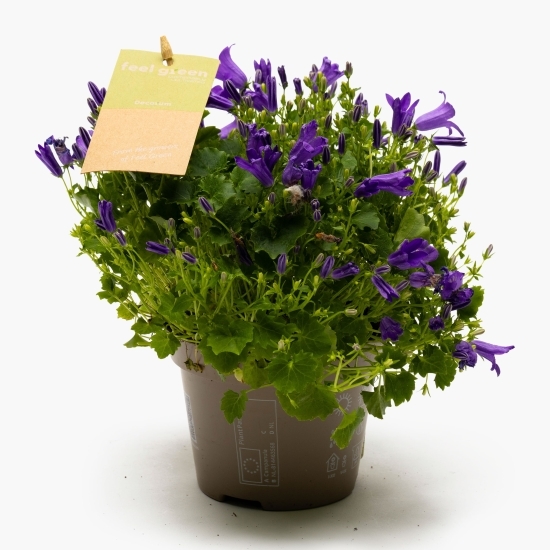 Campanula 11cm
