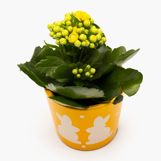 Kalanchoe în vas de ceramică 