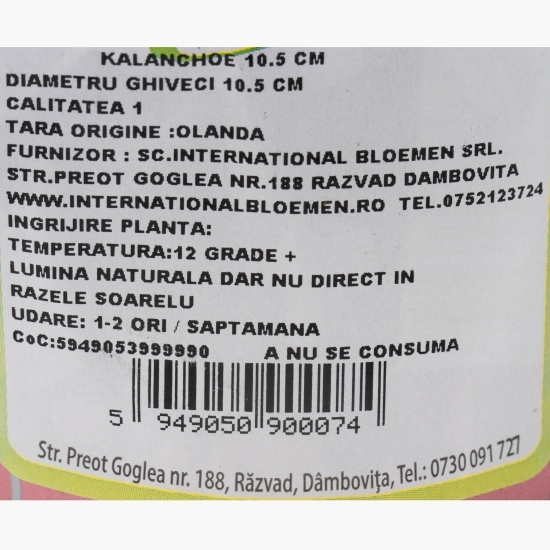 Floare kalanchoe, diferite culori, 10.5cm