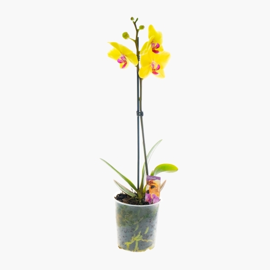 Floare orhidee, o tijă, diferite culori, 12 cm
