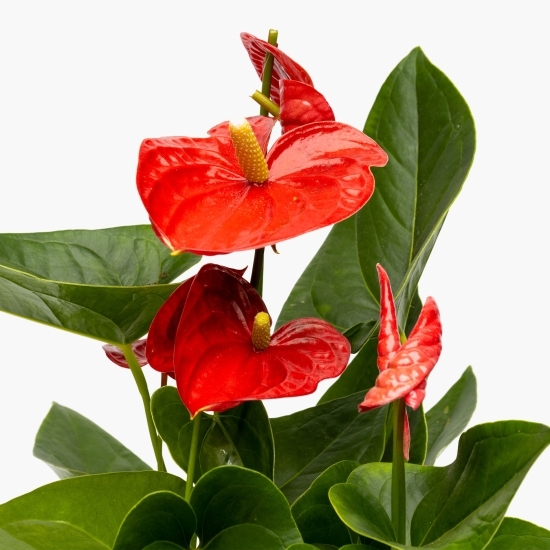 Anthurium Nevada, flori în ghiveci