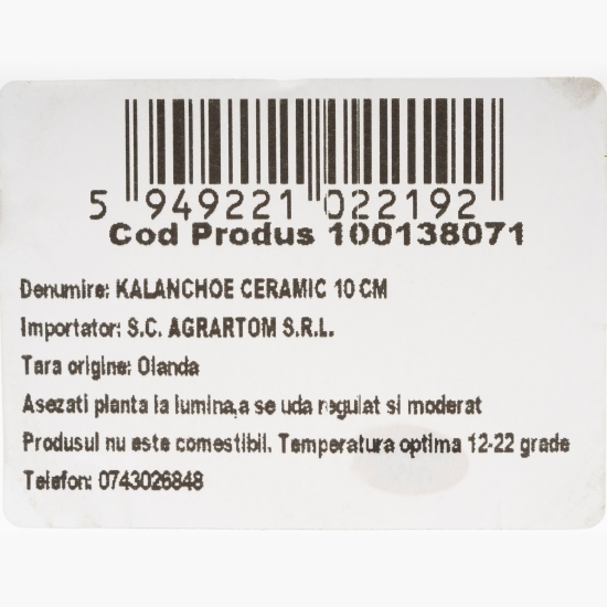 Kalanchoe ghiveci ceramic 10 cm