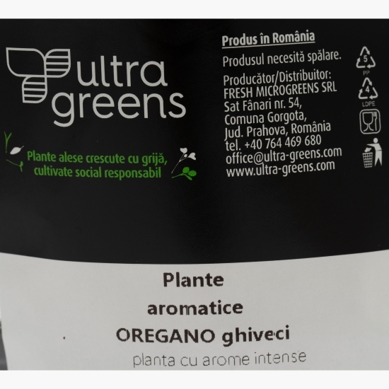 Oregano în ghiveci