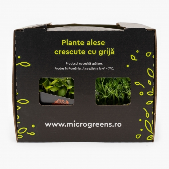 Mix de microplante pentru salată (varză roșie, măcriș verde, floarea-soarelui, mazăre)