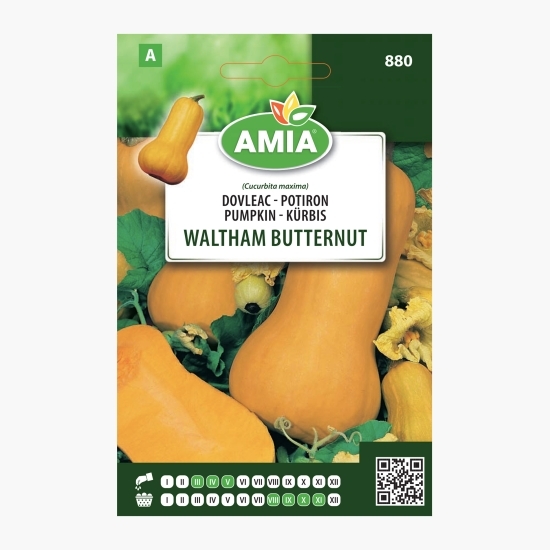 Semințe dovleac plăcintar Walham Butternut 1g