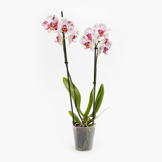 Orhidee Phalaenopsis 2 tije, diferite culori (floare în ghiveci)