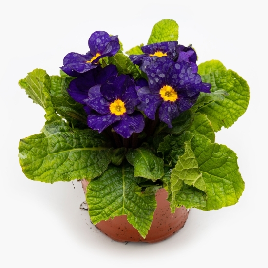 Primula 10,5cm, diferite culori, flori la ghiveci