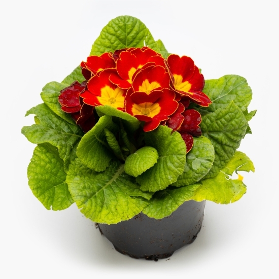 Primula 10,5cm, diferite culori, flori la ghiveci