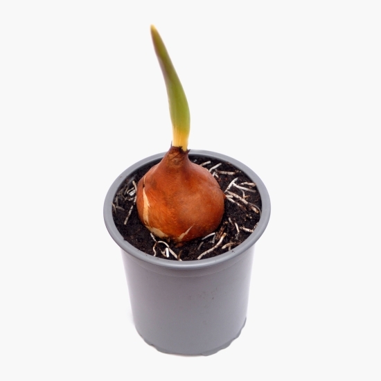 Floare lalea, 1 bulb, diferite culori, 9cm