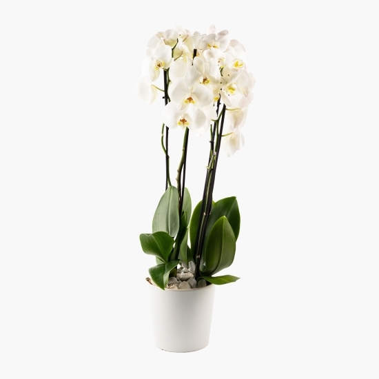 Orhidee 4-5 stem, culoare alb