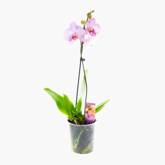 Floare orhidee, o tijă, diferite culori, 12 cm