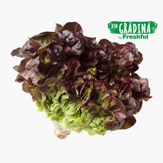 Salată roșie frunză de stejar eco 1 bucată