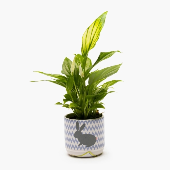 Spathiphyllum în vas de ceramică