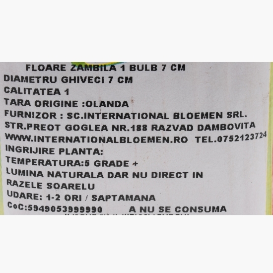 Floare zambilă, diferite culori, 1 bulb, 7cm