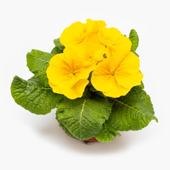 Primula 10,5cm, diferite culori, flori la ghiveci