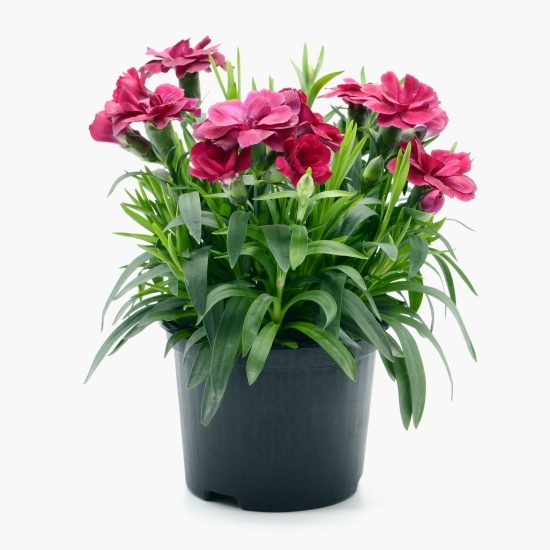 Floare garofiță Dianthus, diverse culori, 10.5 cm