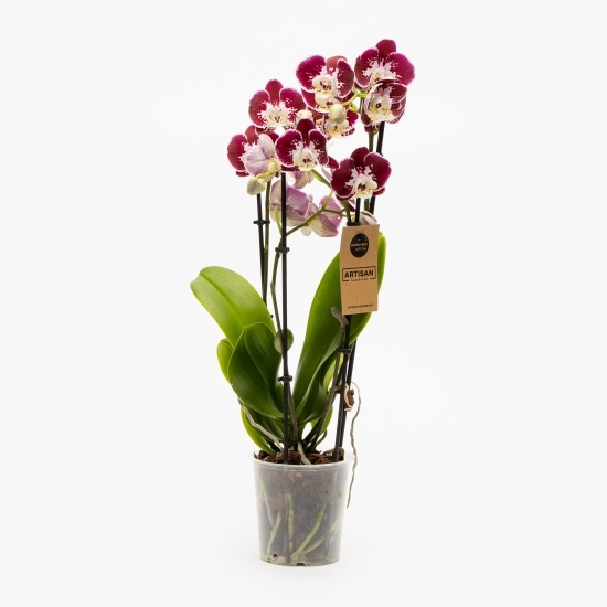 Orhidee Phalaenopsis 4 tije diverse culori, flori în ghiveci