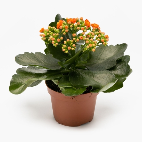 Floare kalanchoe, 12cm, diverse culori