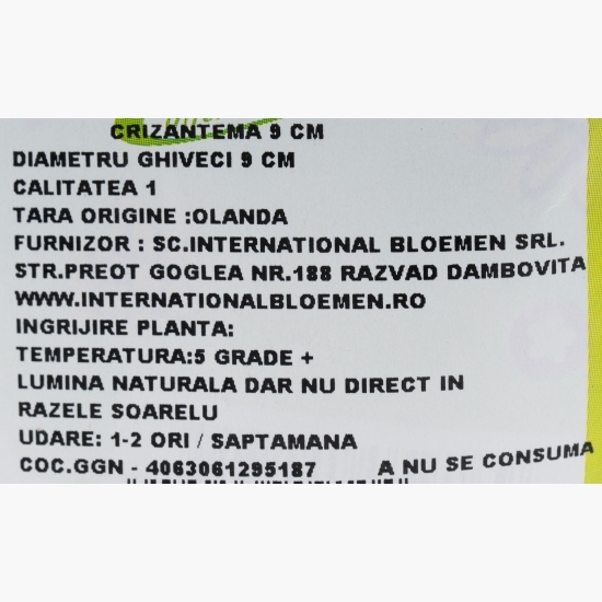 Crizantemă, 9cm, diverse culori