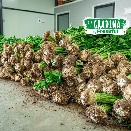 Țelină cu frunze România 1 bucată