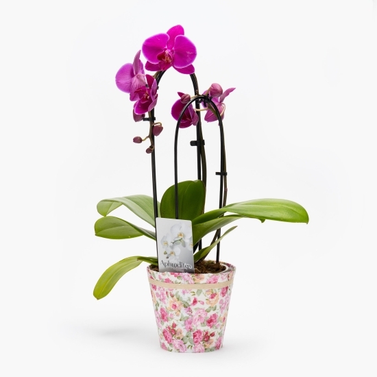 Orhidee Phalaenopsis Aphrodite 2 tije, în cascadă, diametru 12cm, înălțime 50cm, diferite culori (flori în ghiveci)