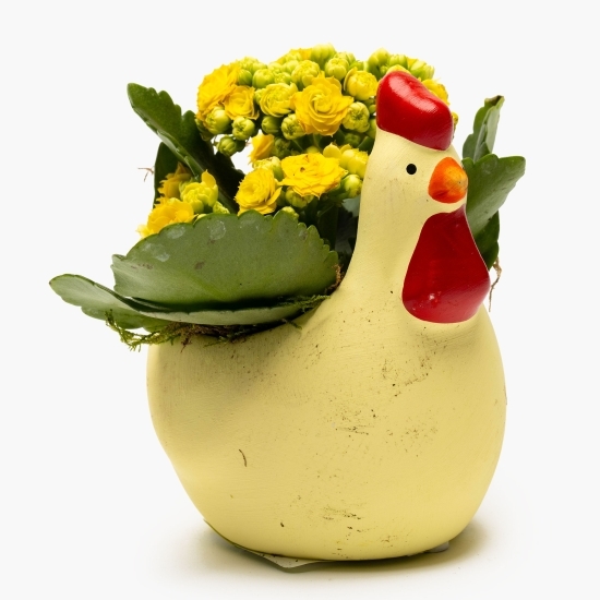 Mini Kalanchoe în vas de ceramică