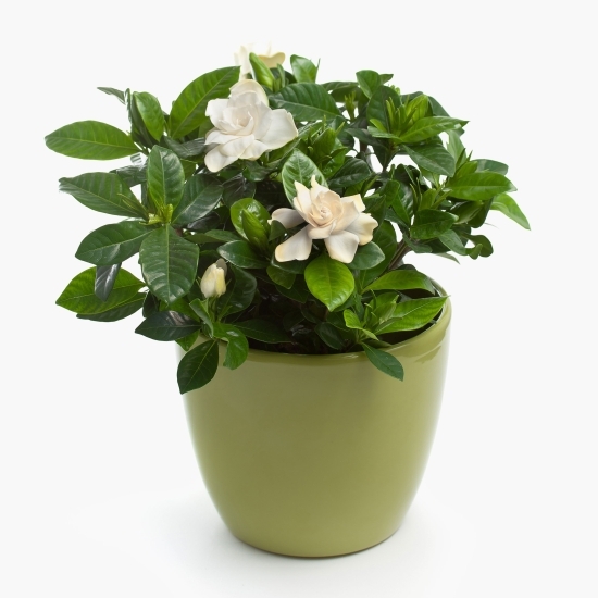 Floare Gardenia Jasminoides