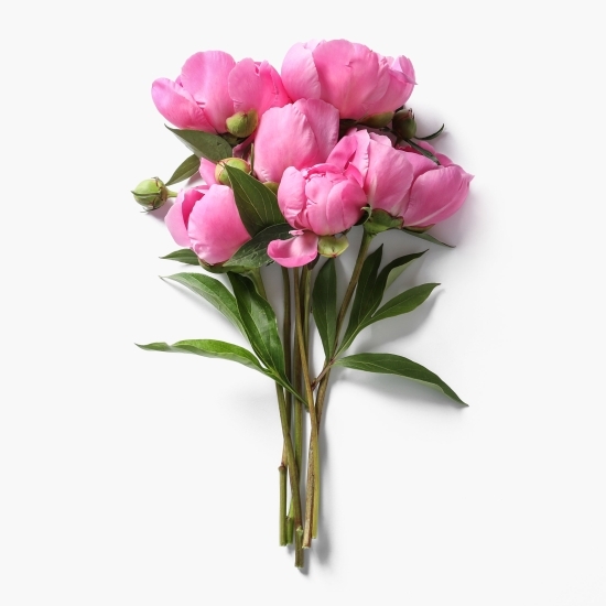 Buchet bujori roz, 5 fire