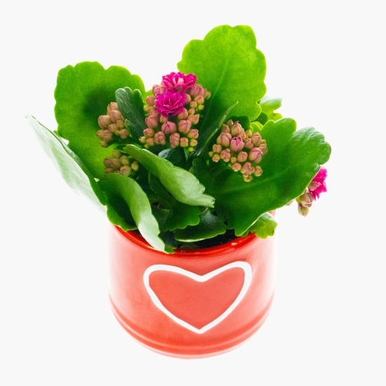 Floare kalanchoe rosalina în vas ceramic, diferite culori, 6cm