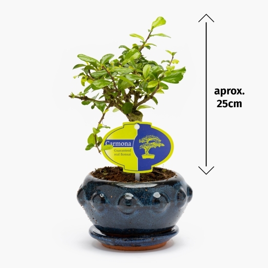 Bonsai, diferite specii