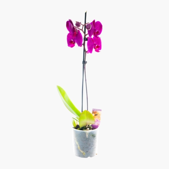Floare orhidee, o tijă, diferite culori, 12 cm