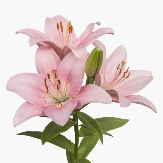 Buchet 3 crini diverse culori