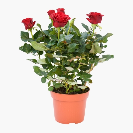 Trandafir în ghiveci, diverse culori